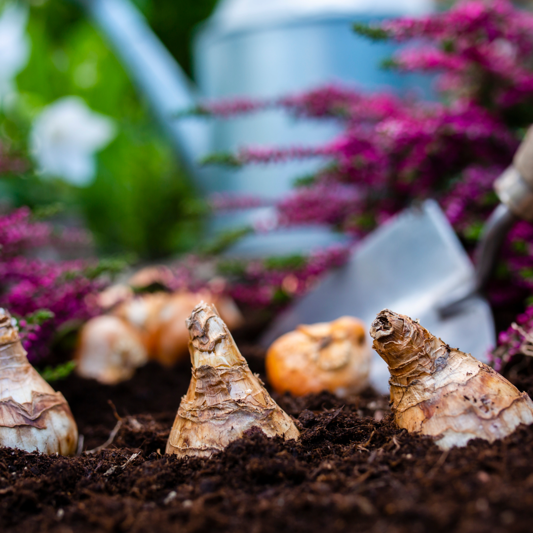 Brilliant Bulbs: How to Plant, Care for, and Maximise Your Flower Disp