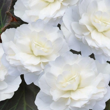 BegoniaTUB Nonstop Mocca White 10.5cm