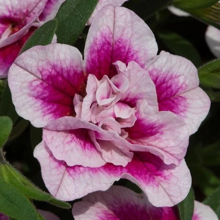 Calibrachoa Can-Can Double Pink Tastic 10.5cm