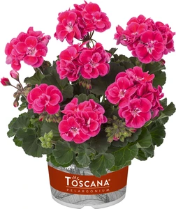 Geranium Castello Tammo Rose Eye 10.5cm
