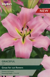 Taylor's Bulbs LILY GRACEFUL 16-18 P/P