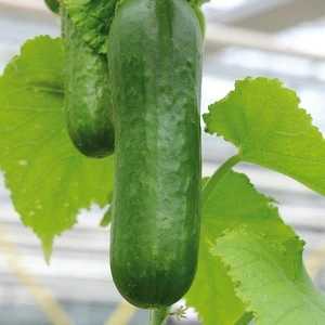 Cucumber Picolino 10.5cm