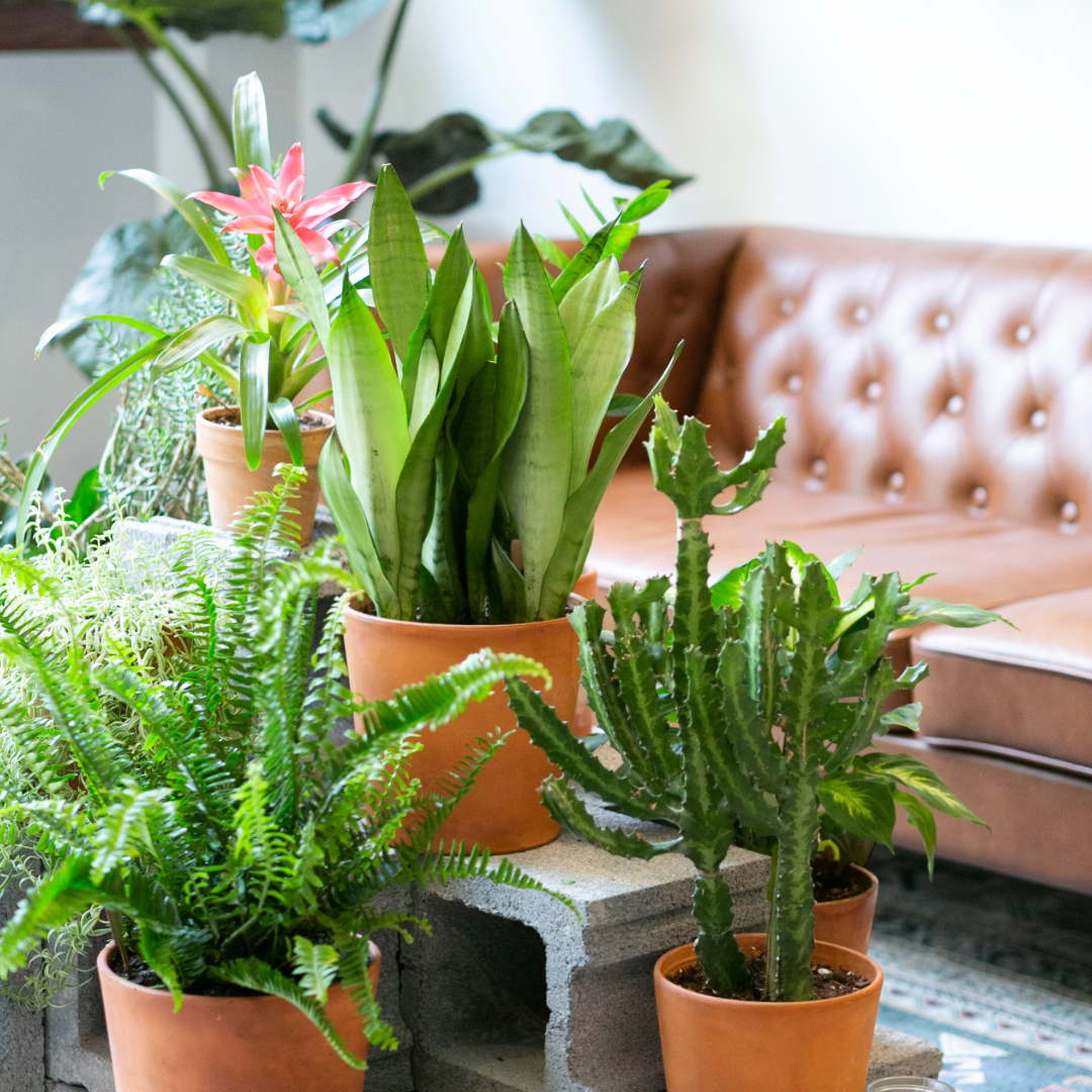 Breathe Easy: A Complete Guide to Air-Purifying Houseplants