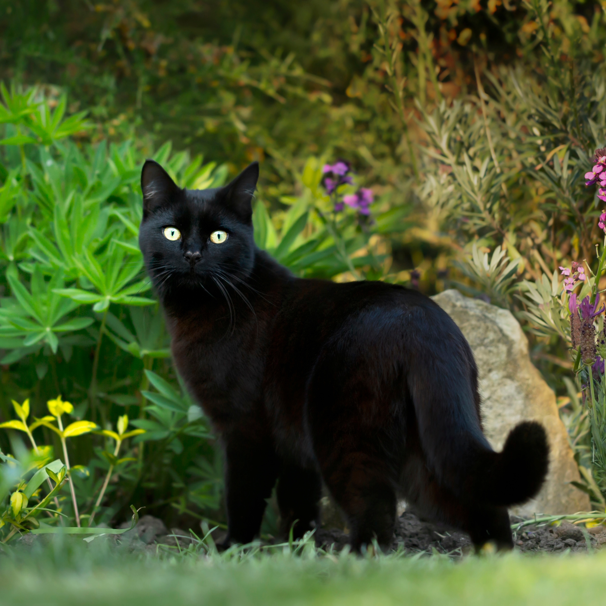 Cat-Friendly Gardens: Safe Plants for Your Curious Feline Friends