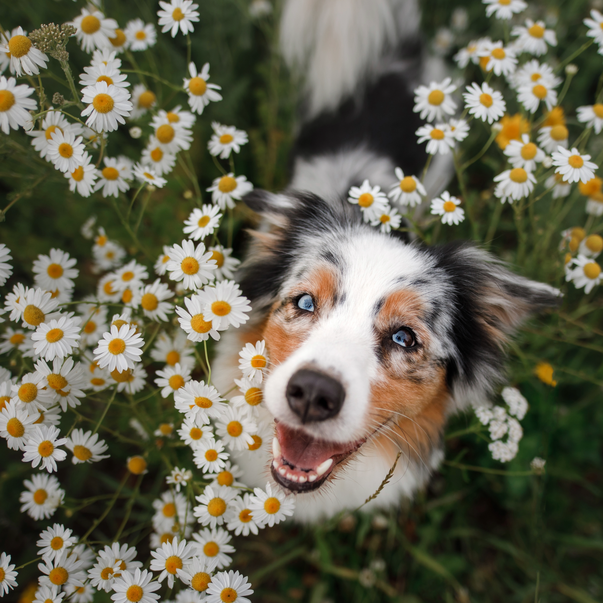 Dog-Friendly Gardens: Plants That Are Safe for Your Four-Legged Family Members