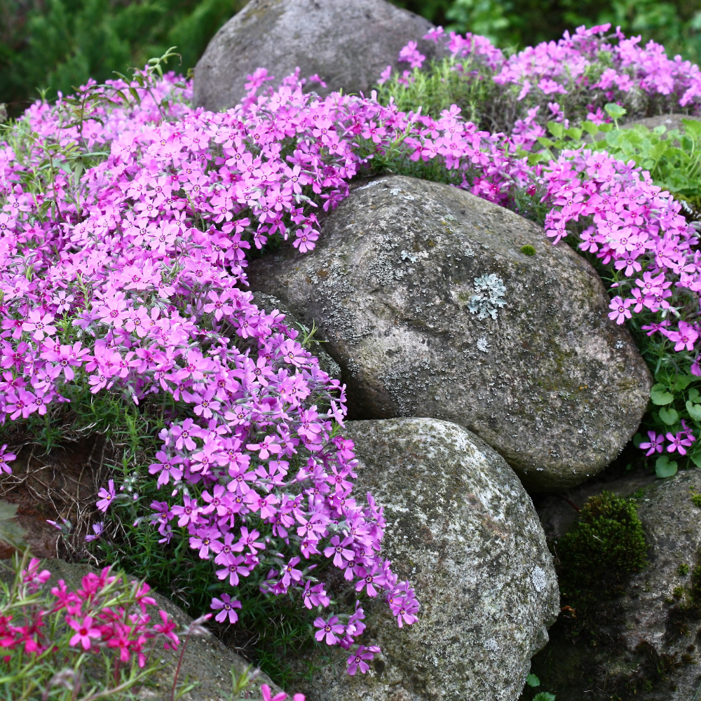 Plants for Ground Cover: Low Effort, High Impact Gardening