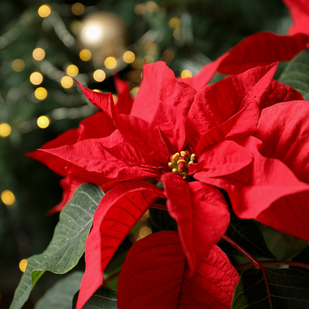 How to Look After Your Poinsettia: A Complete Guide to Keeping Christmas Cheer Alive