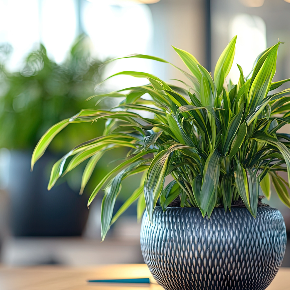 Beginner-Friendly Plants That Are Hard to Kill