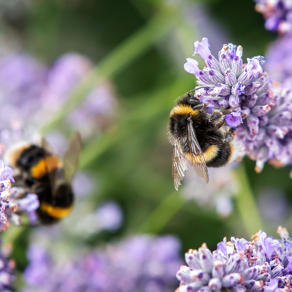 Wildlife-Friendly Plants: Create a Garden That Buzzes with Life