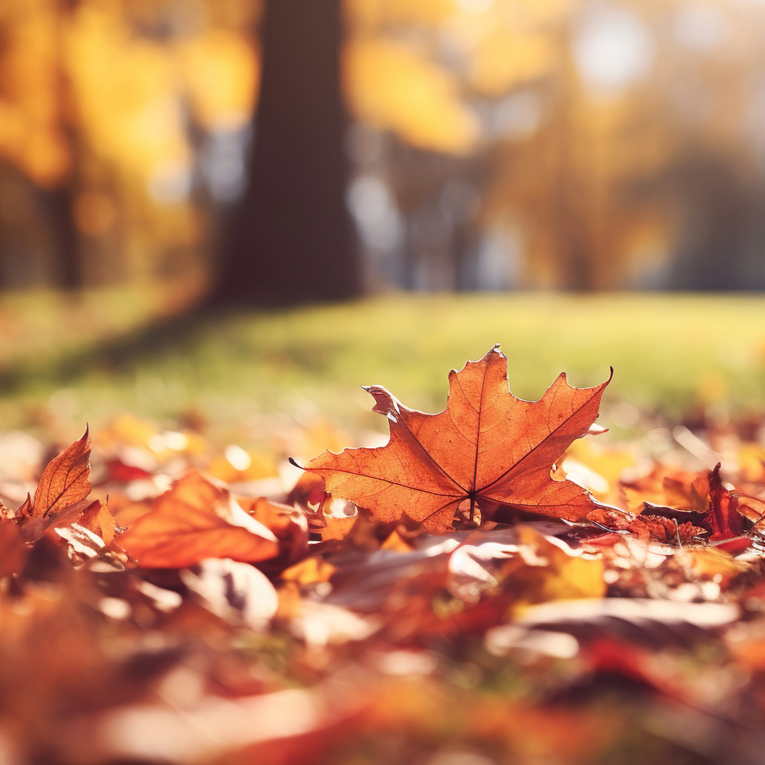 Autumn Lawn Care: The Complete Guide to a Lush, Healthy Lawn