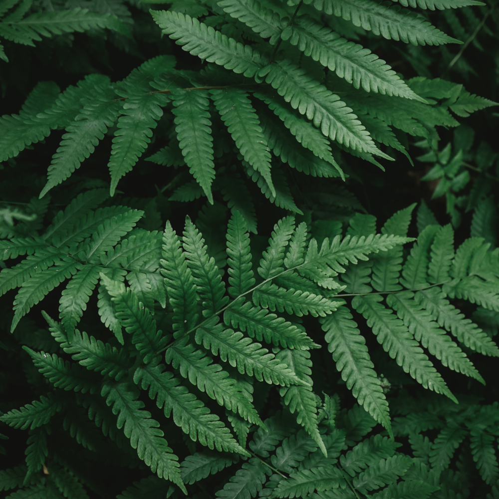 Shade-Loving Plants: Beautiful Choices for Every Shady Spot