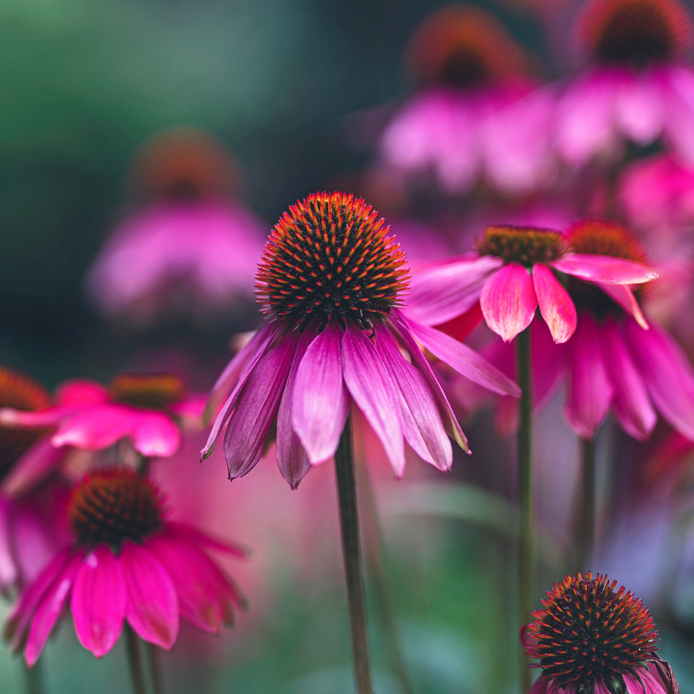 Drought-Tolerant Plants: Gardening for Dry Conditions