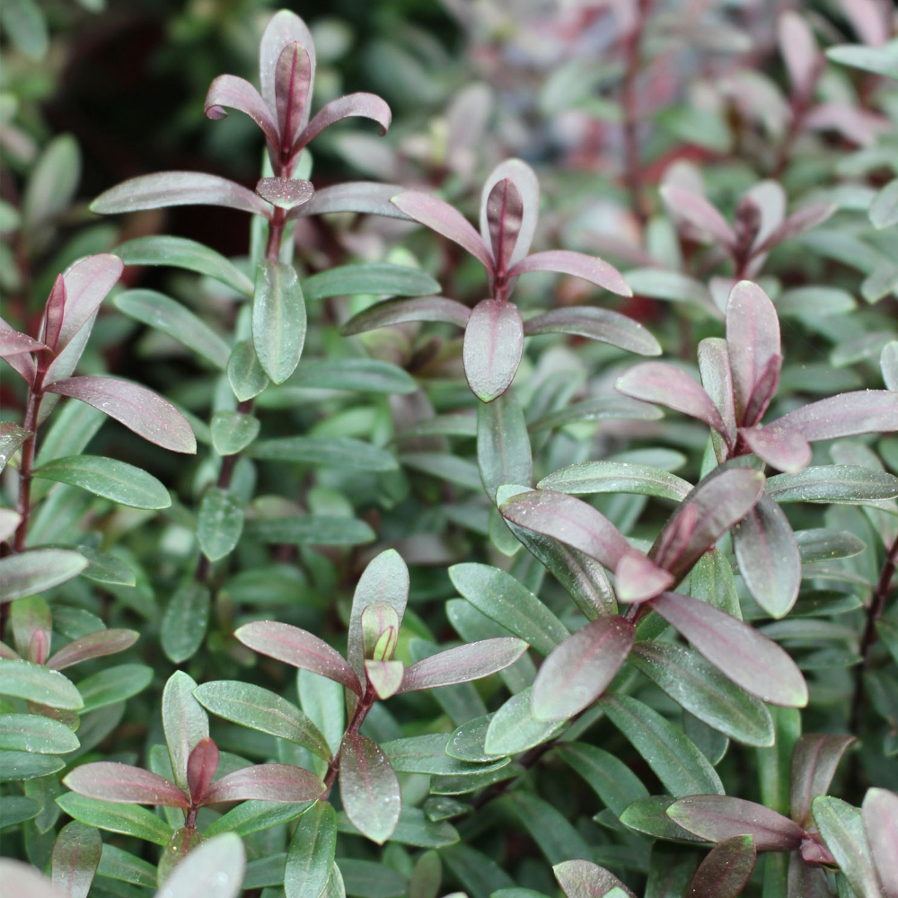 Evergreen Garden Plants: Year-Round Structure & Interest