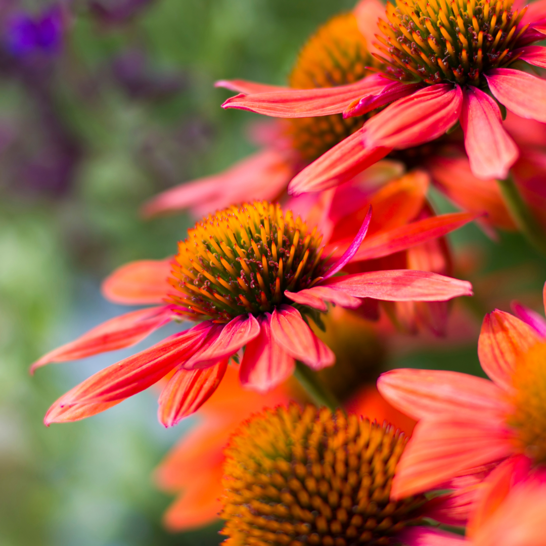 Top 5 Tips from Our Experts to Keep Your Garden Thriving in August