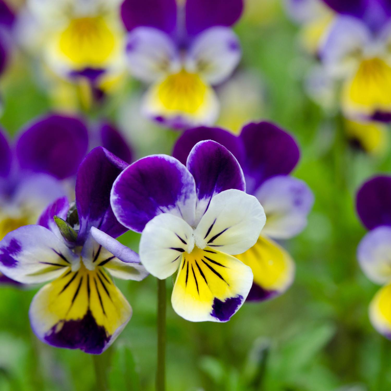 Bedding Plants