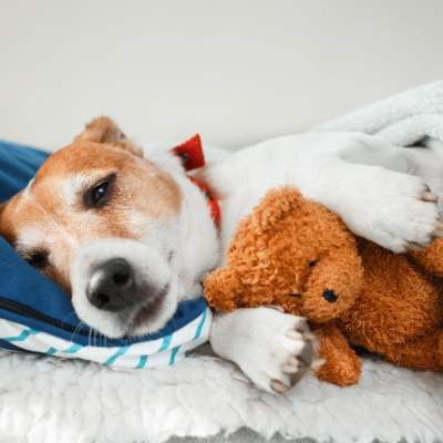 Pet Beds