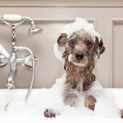 Pet Grooming & Bathing
