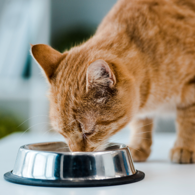 Pet Feeding & Accessories