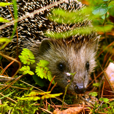 Wildlife Care