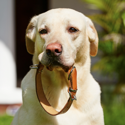 Collars & Leads