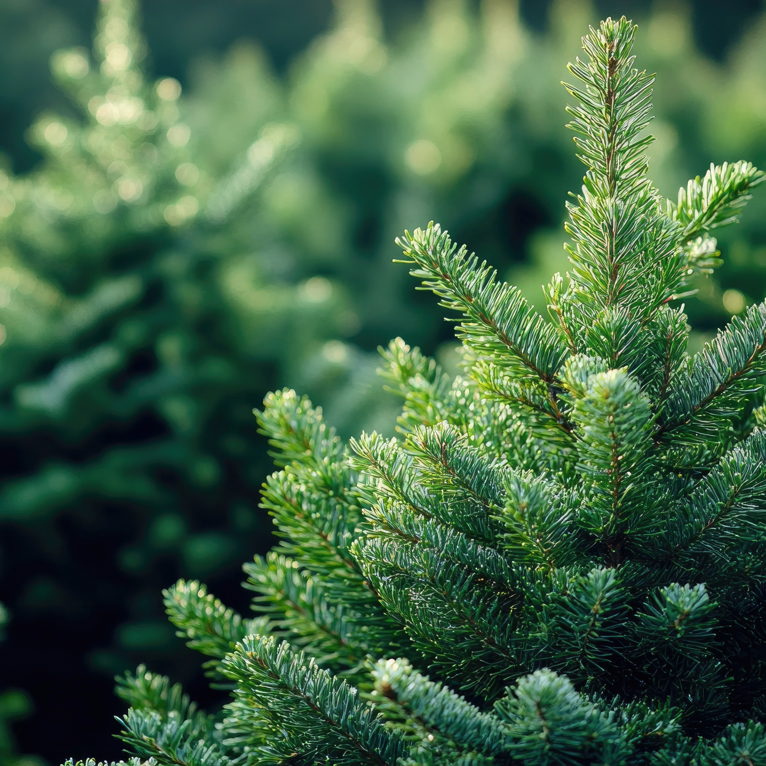 Real Christmas Trees