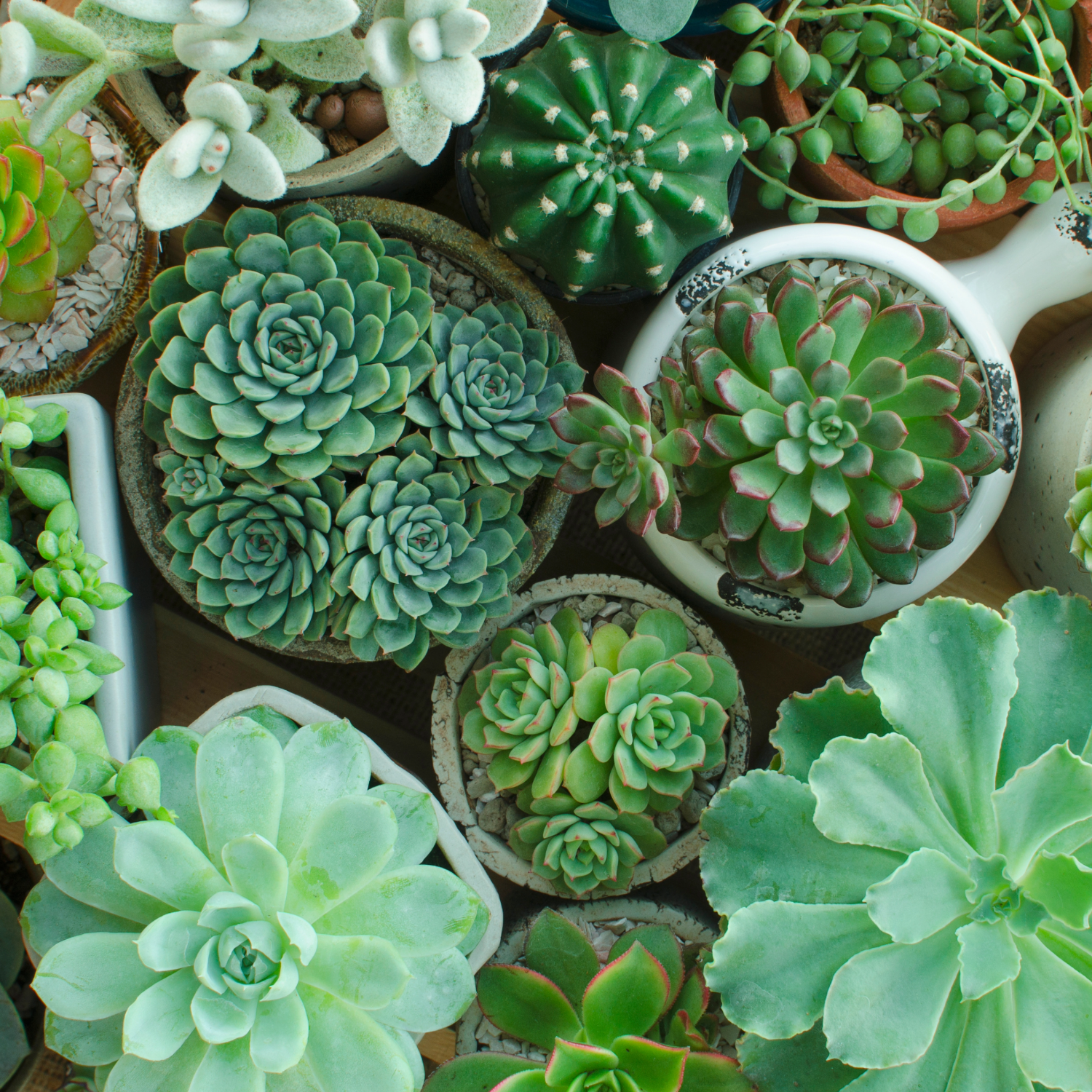 Cacti & Succulents