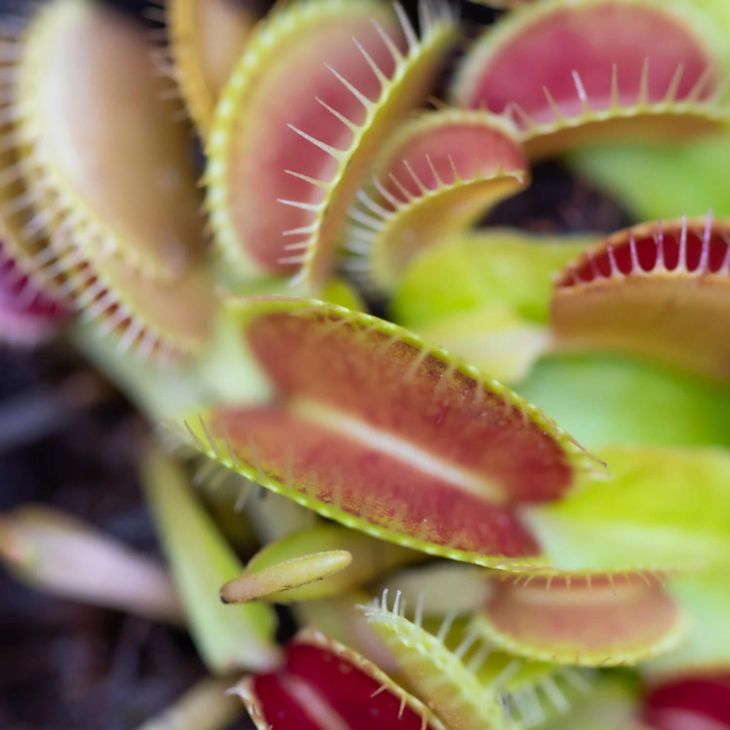 Carniverous Plants