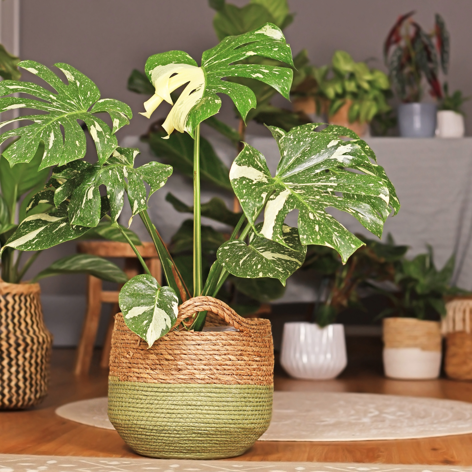 Foliage House Plants