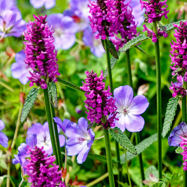 Herbaceous Perennials