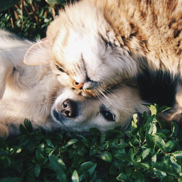 Pet Care