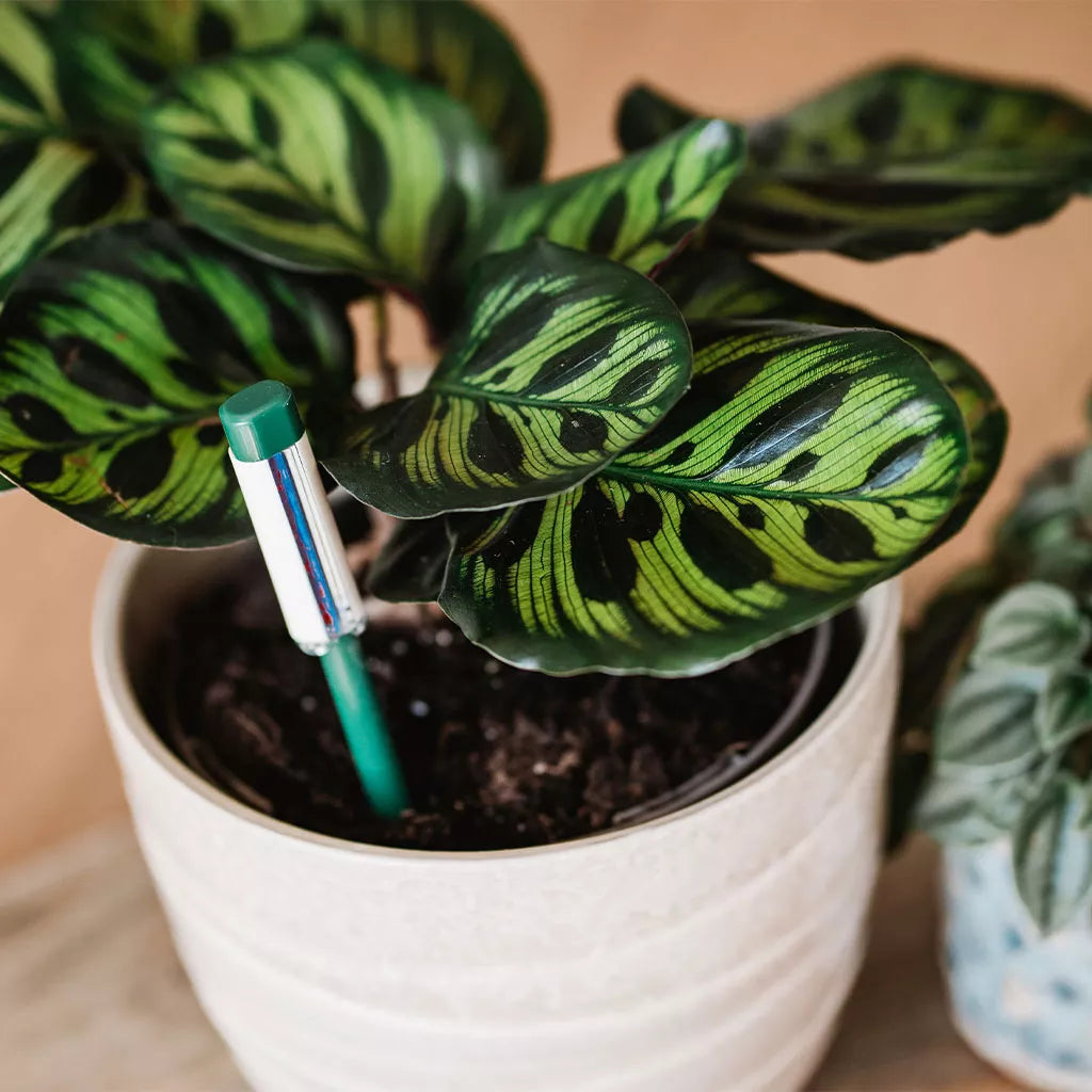 Westland Houseplant Watering Indicator
