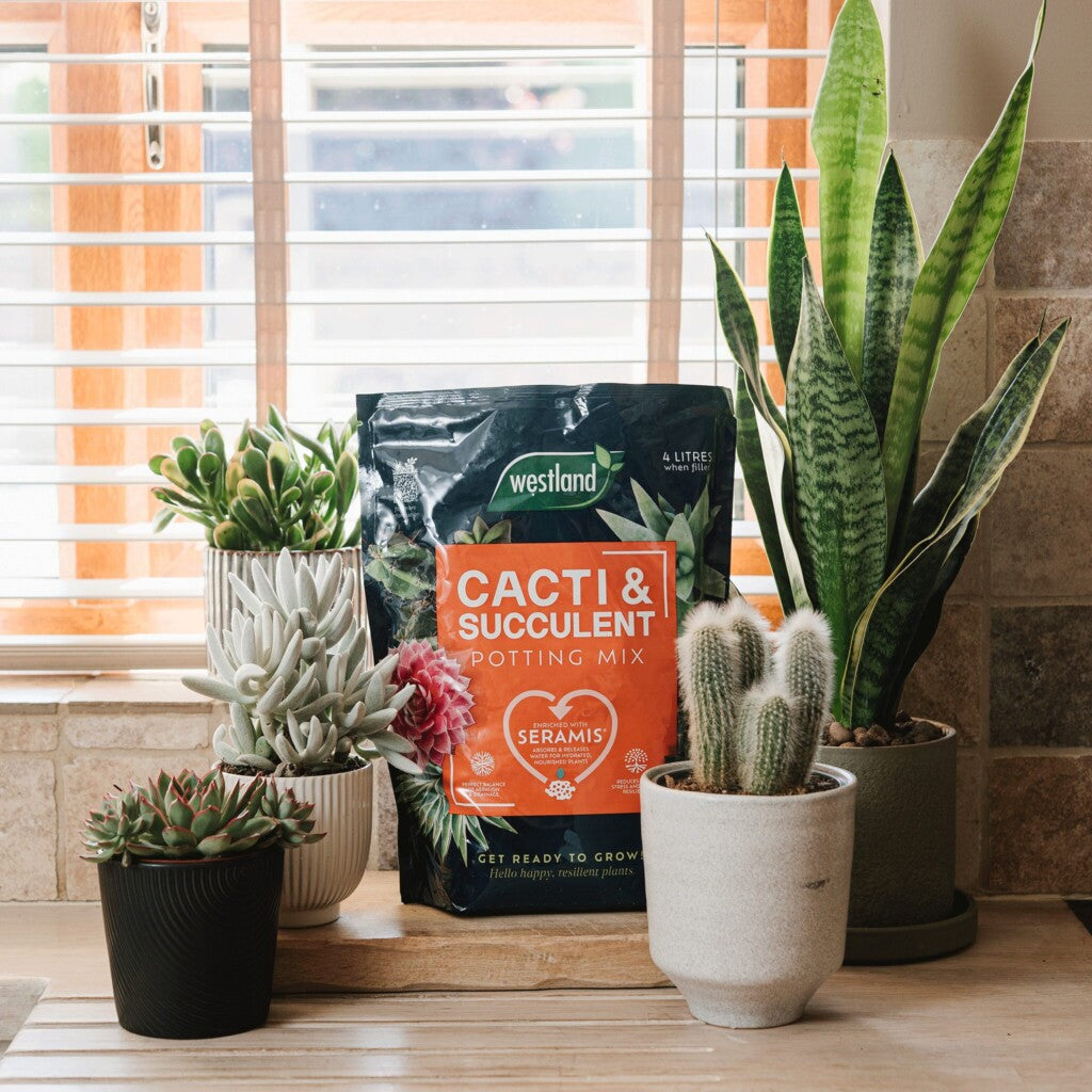 Westland Cacti & Succulent Potting Mix 4L