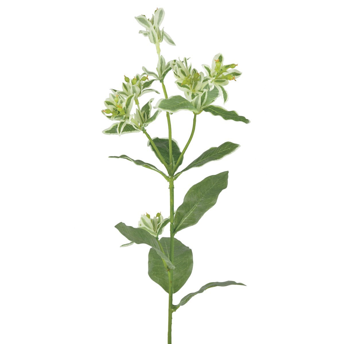 Floralsilk Euphorbia Spray - 67cm