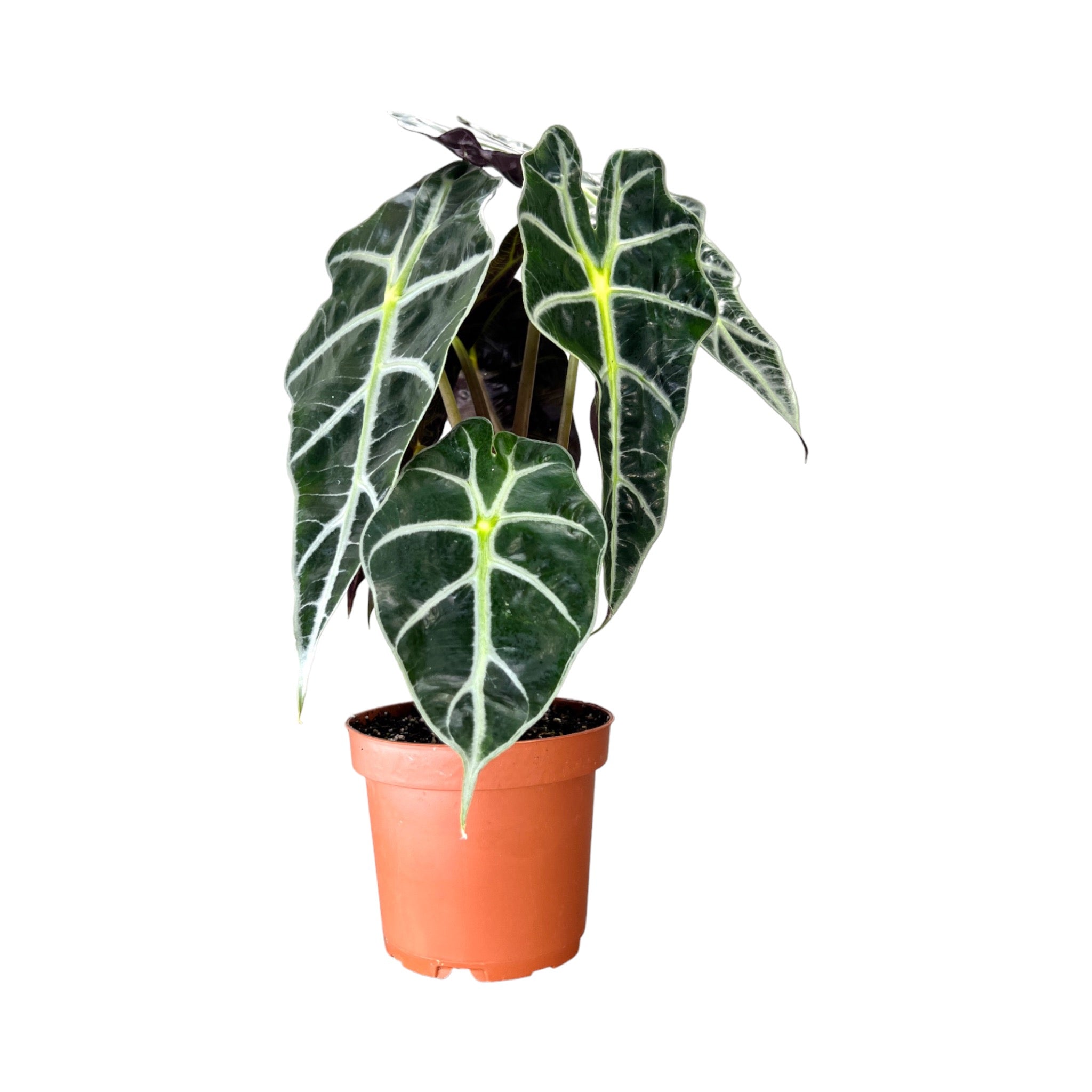 Alocasia Dwarf Amazonica