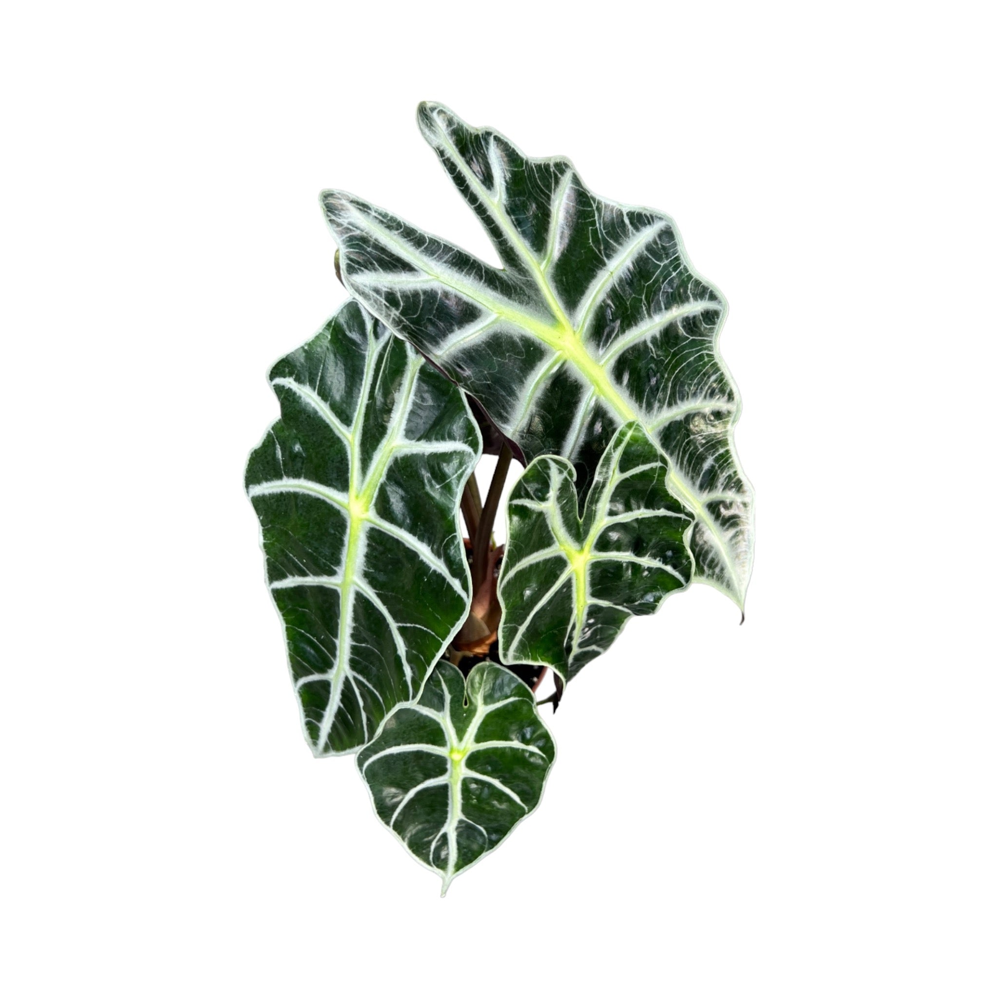 Alocasia Dwarf Amazonica