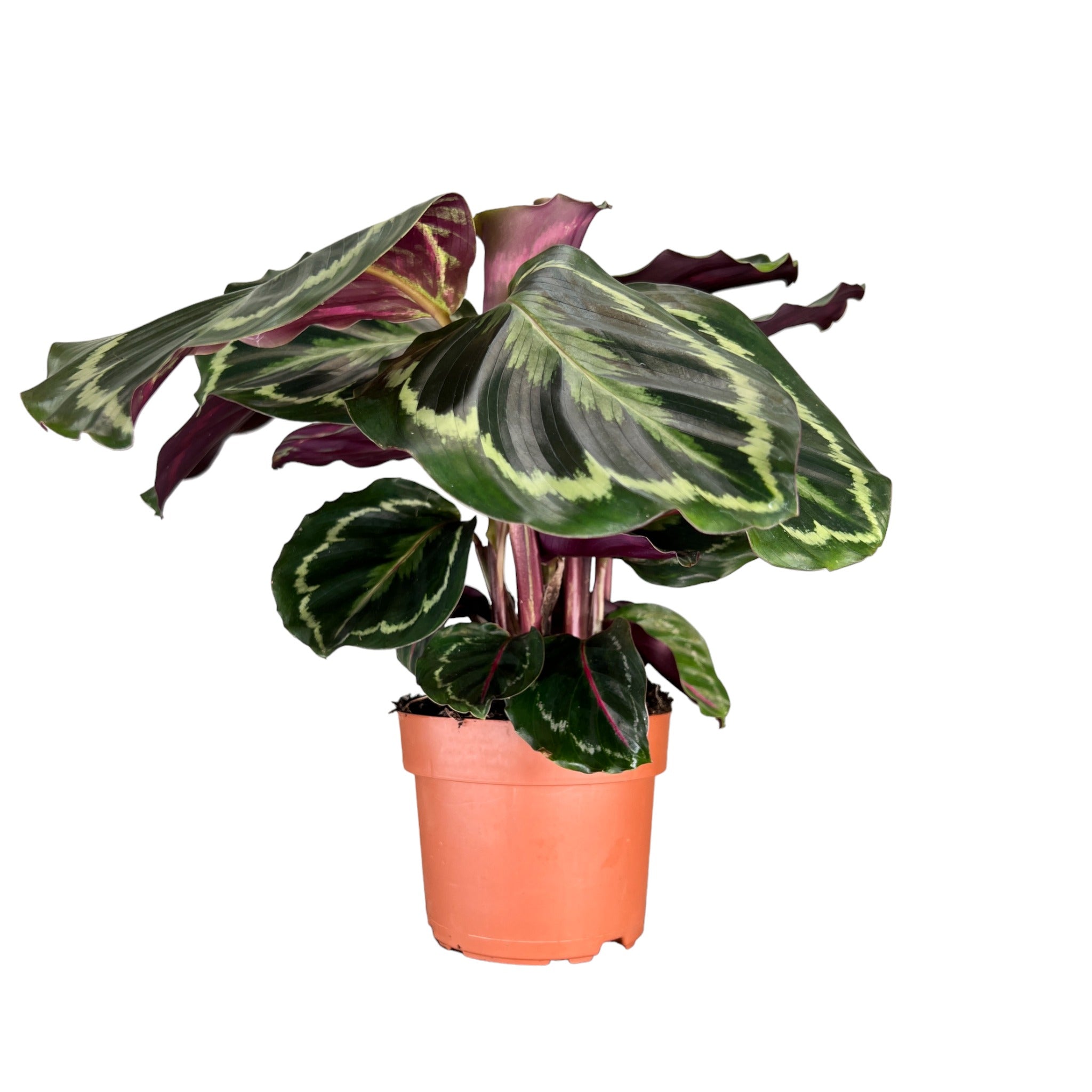 Calathea Medallion Basket
