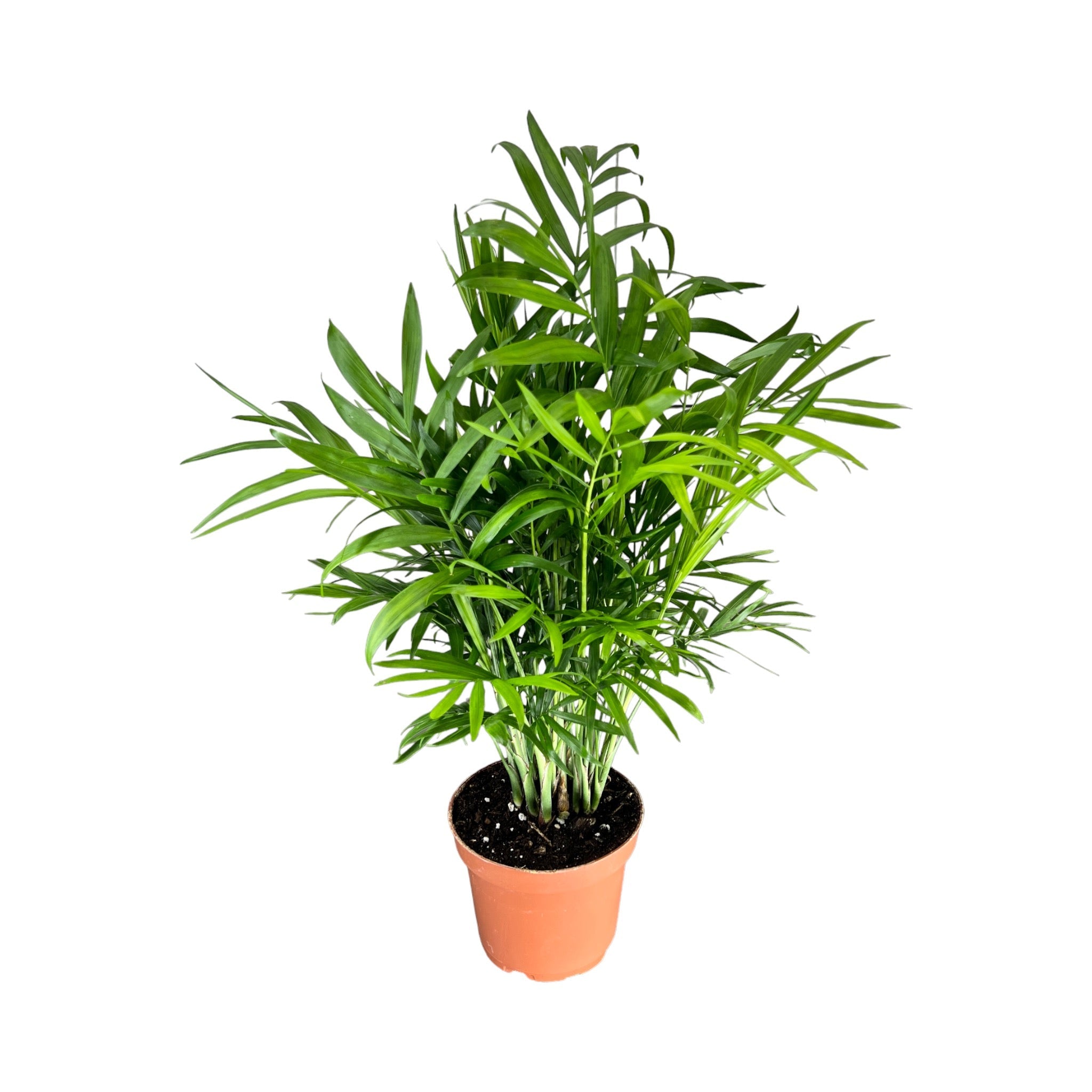 Green Plant Mix 12cm
