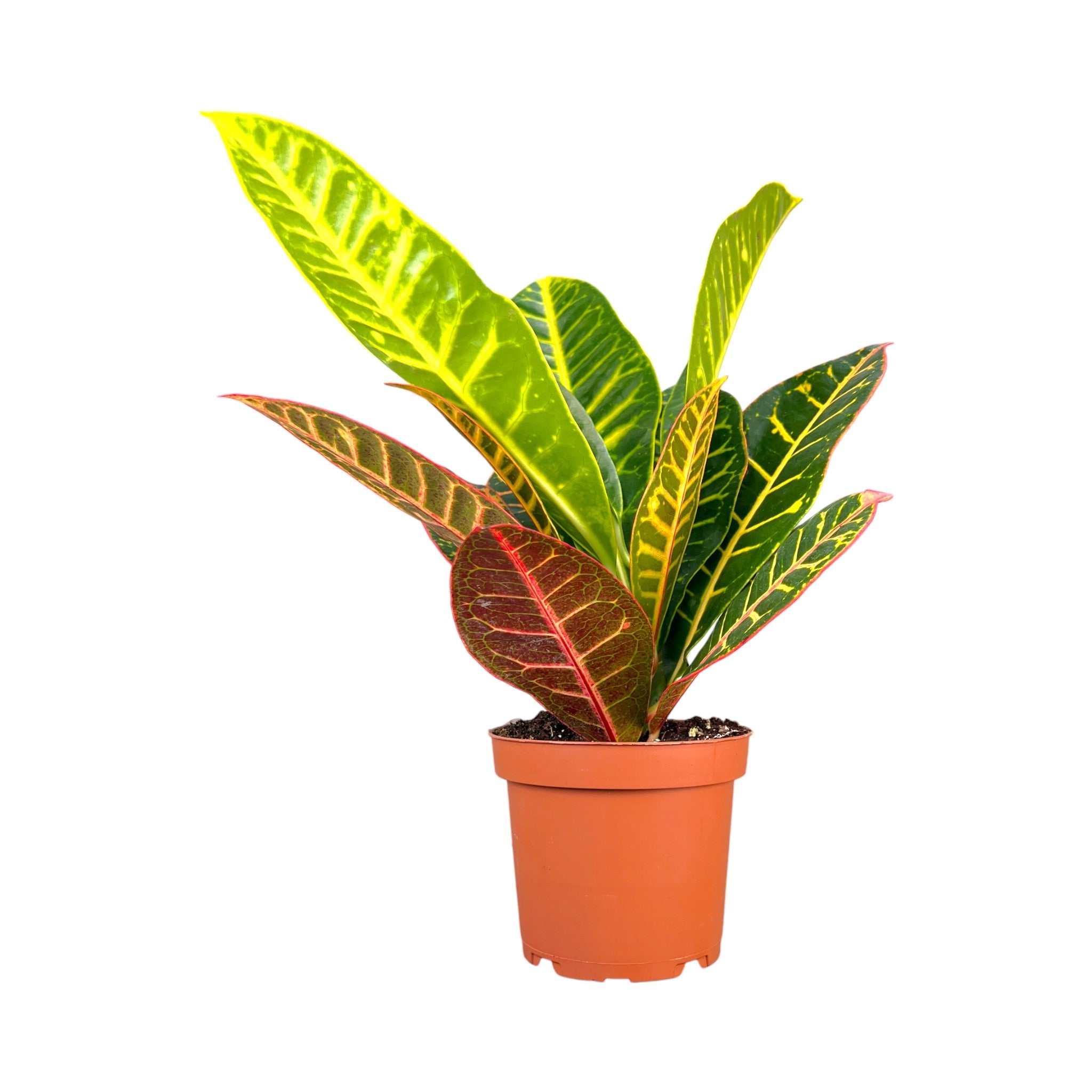 Green Plant Mix 12cm