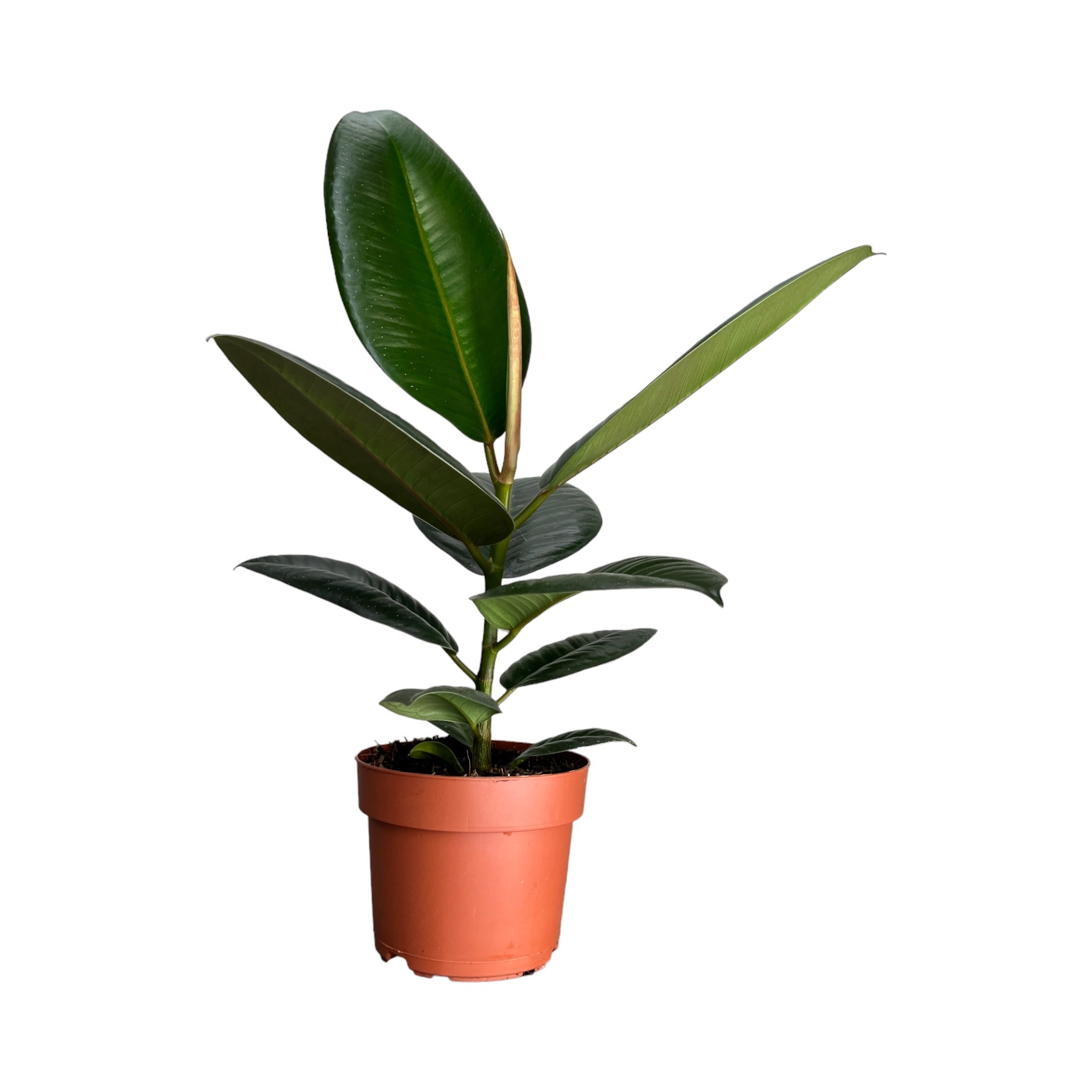 Green Plant Mix 12cm