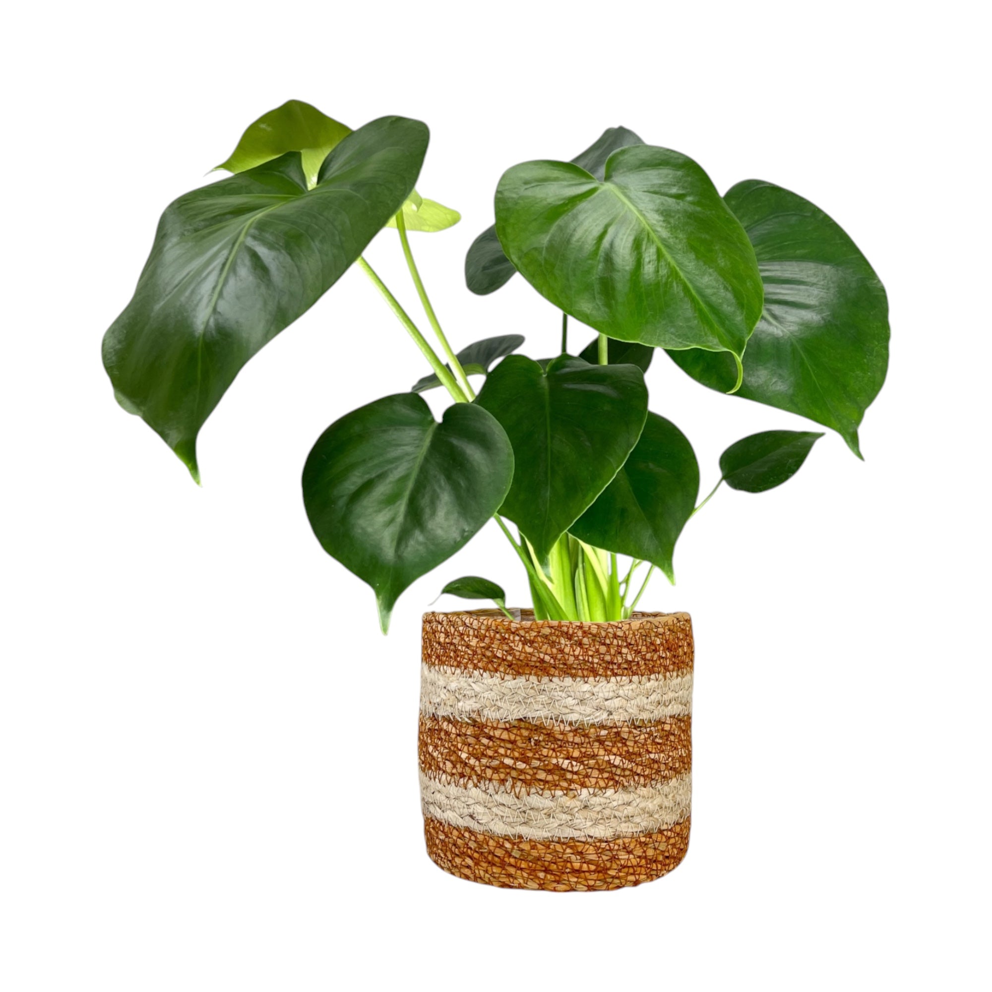 Monstera 12cm Deliciosa in Basket