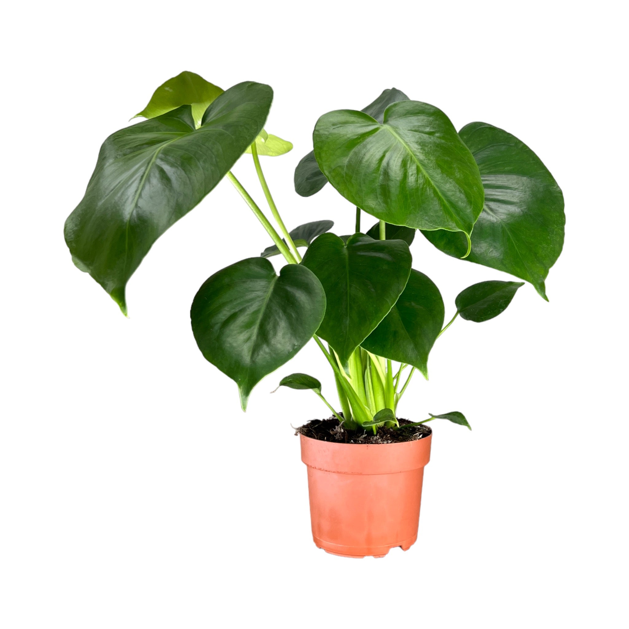 Green Plant Mix 12cm