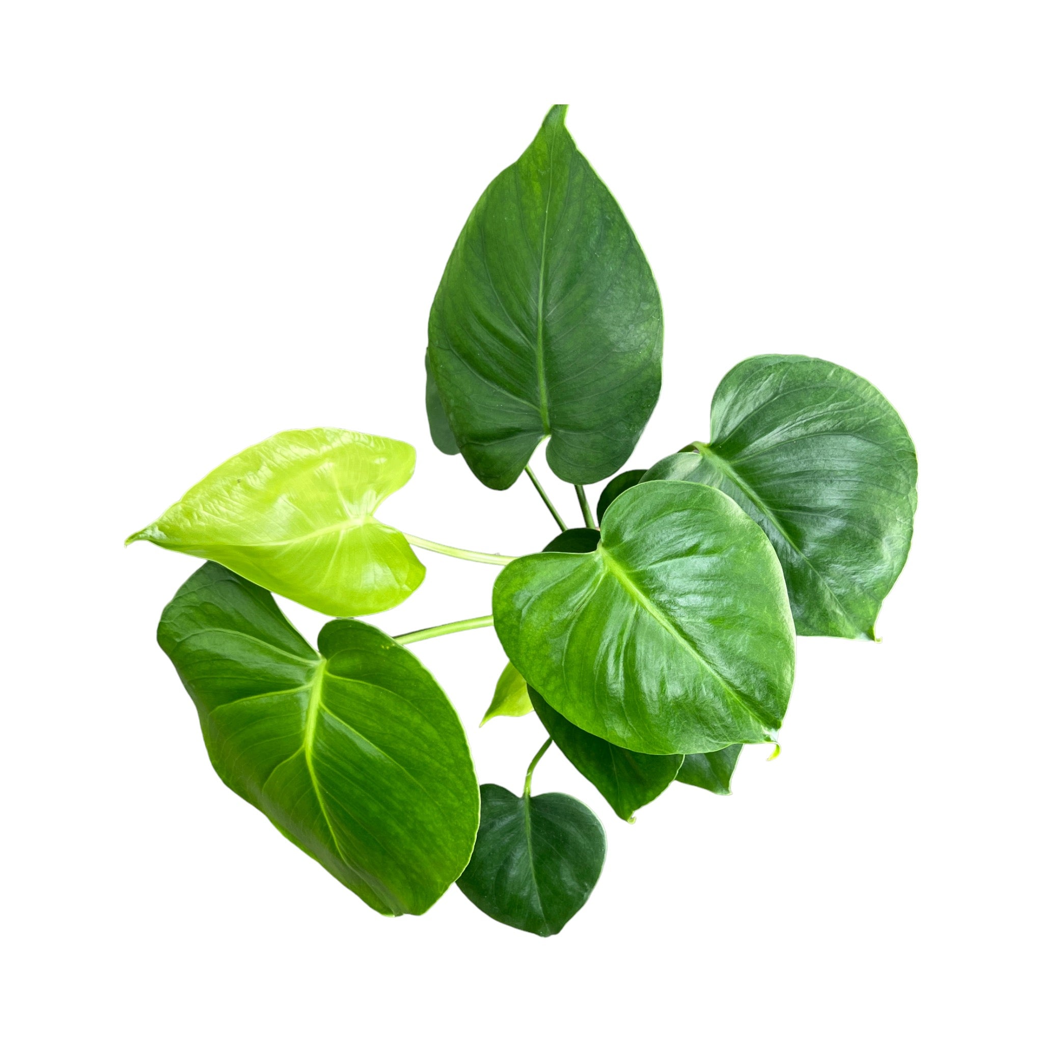 Monstera 12cm Deliciosa in Basket