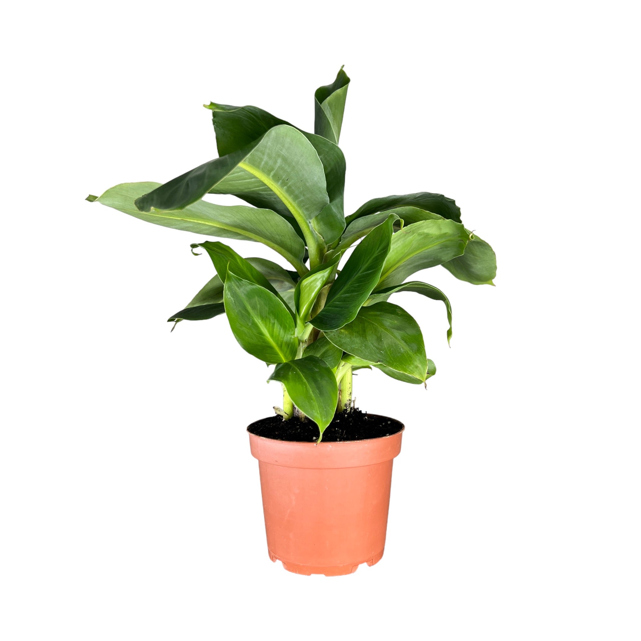 Bananna Plant Musa Oriental Dwarf