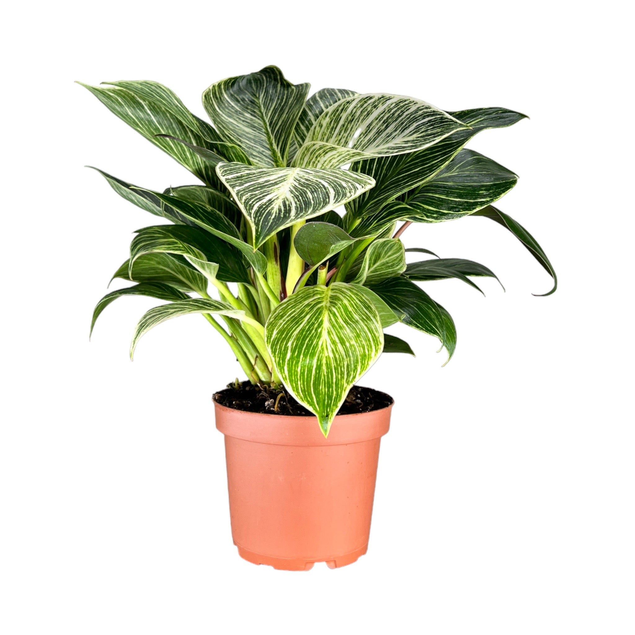 Green Plant Mix 12cm