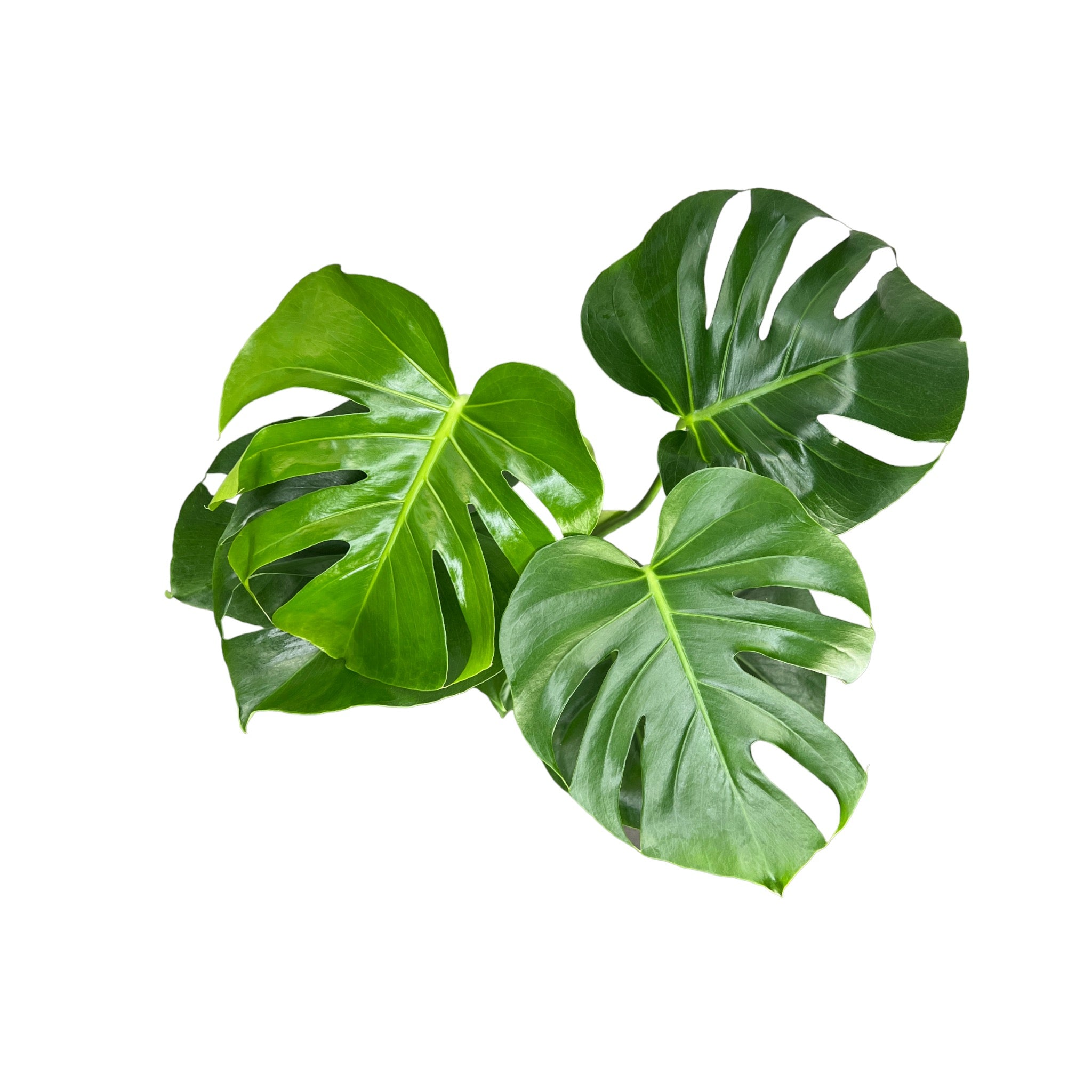 Monstera Deliciosa