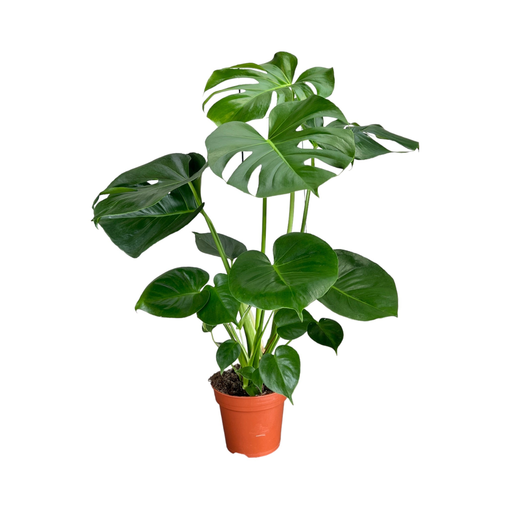 Monstera Deliciosa