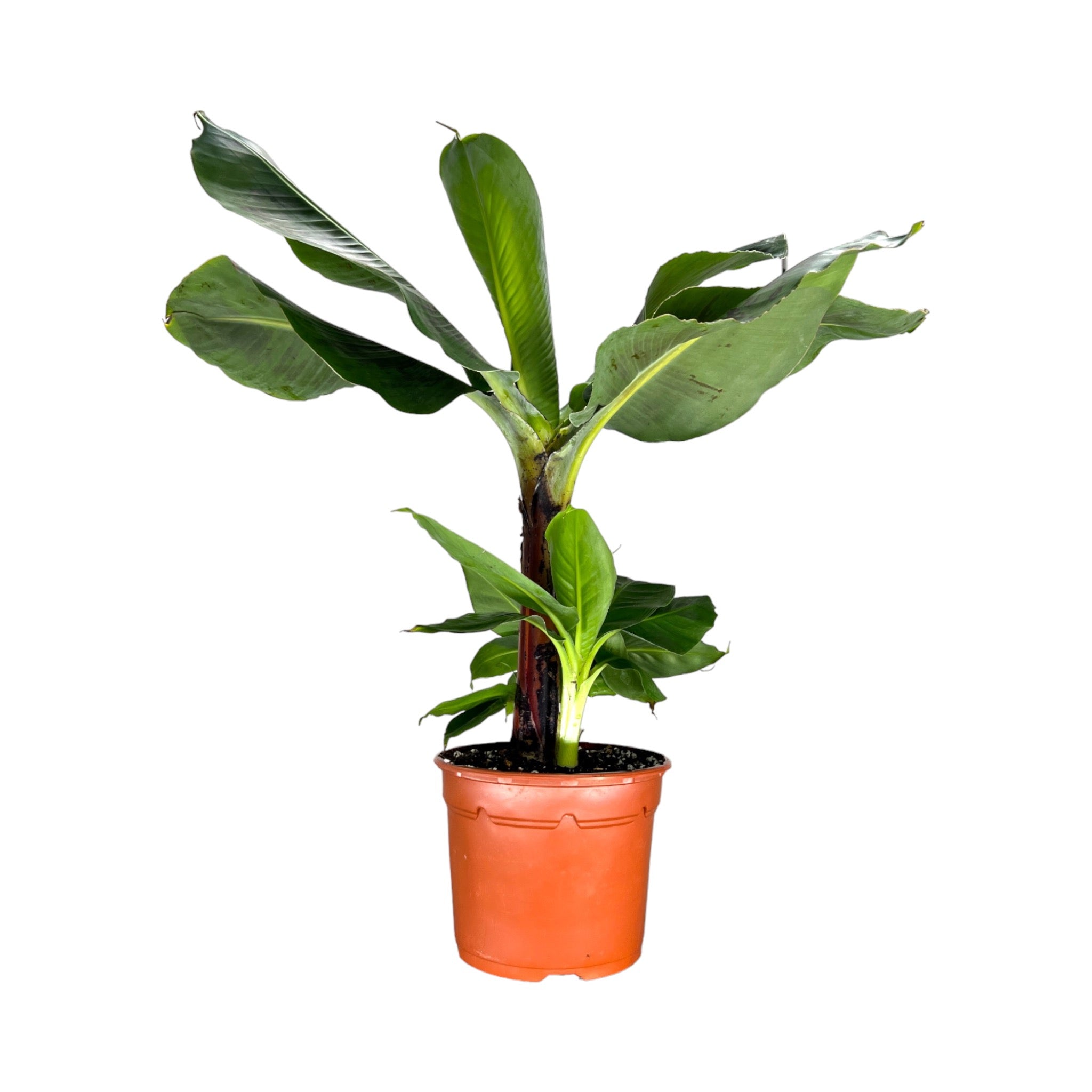 Bananna Plant Musa Oriental Dwarf