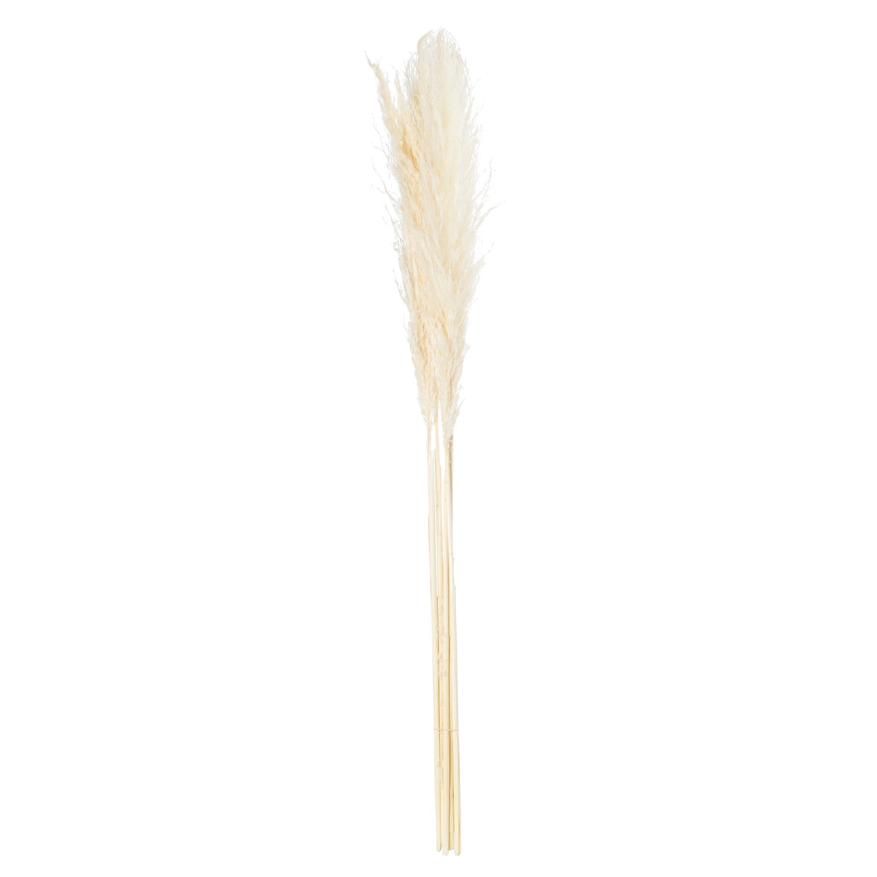 Hill Interiors Cream Pampas Grass Stem