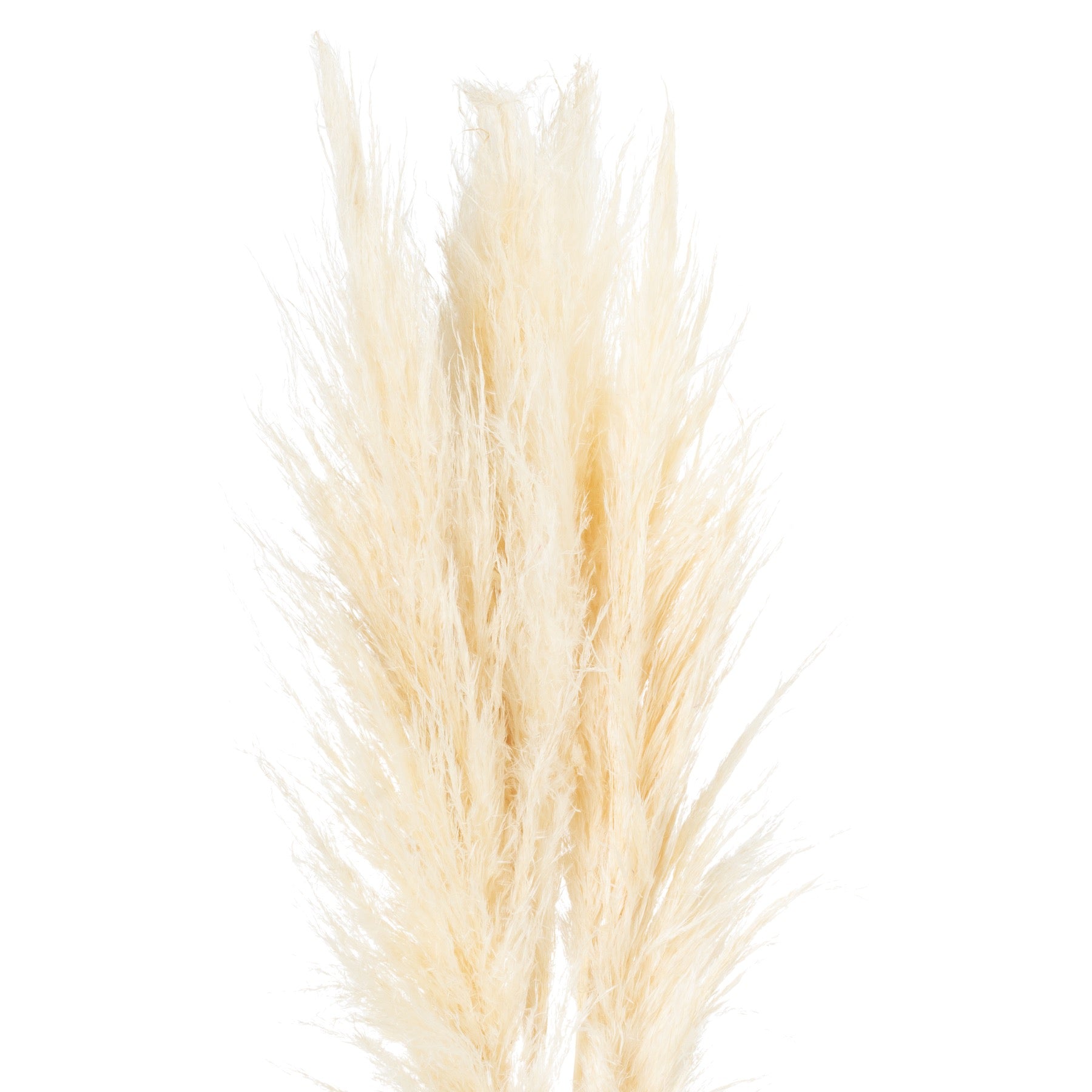 Hill Interiors Cream Pampas Grass Stem