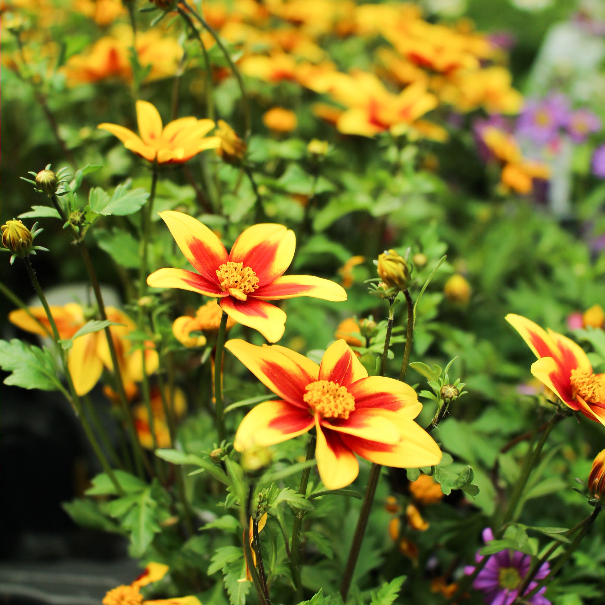 Bidens Blazing Star 10.5cm